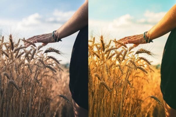 field with a summer lightroom preset