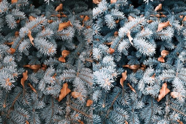 pine with winter lightroom preset from anagram design