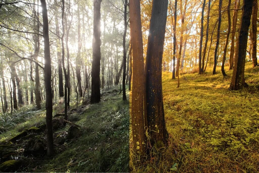 Autumn – Image 2