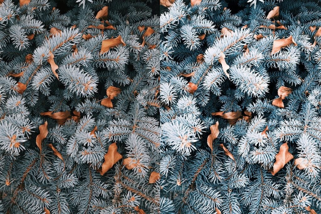 pine with winter lightroom preset from anagram design