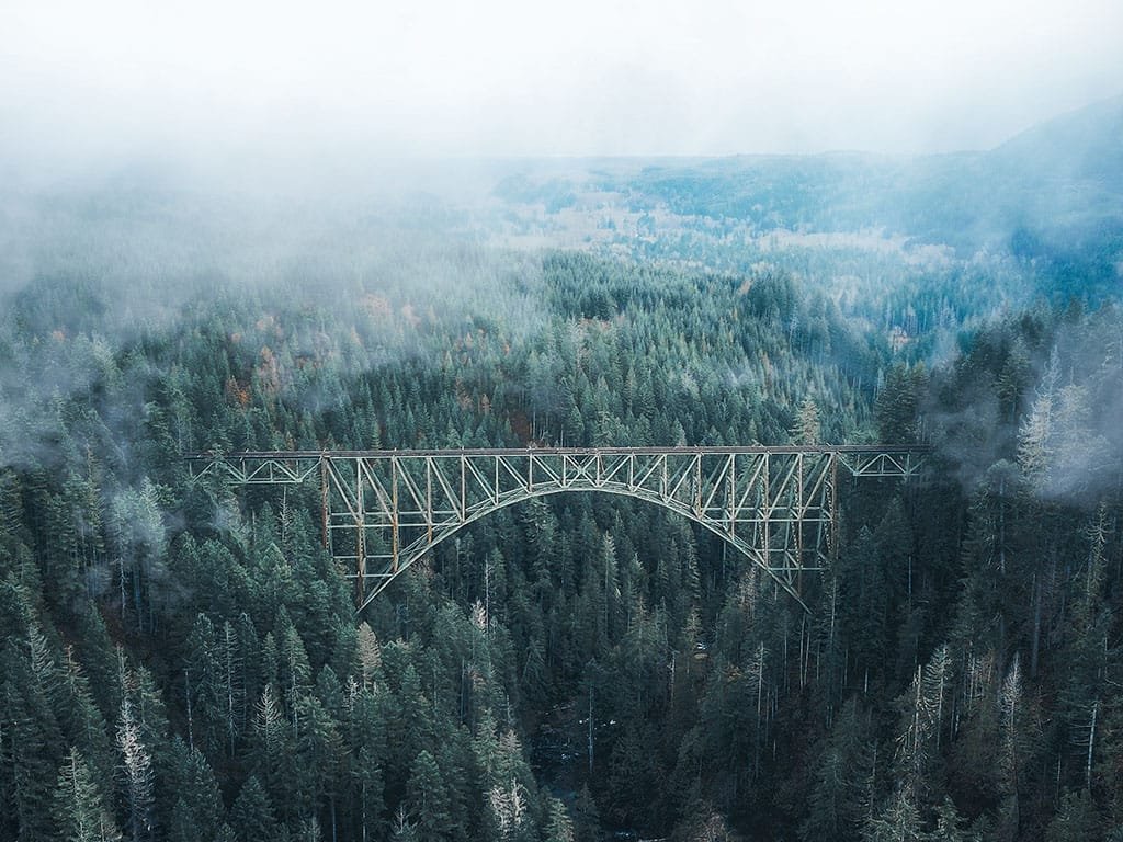 bridge in a forest