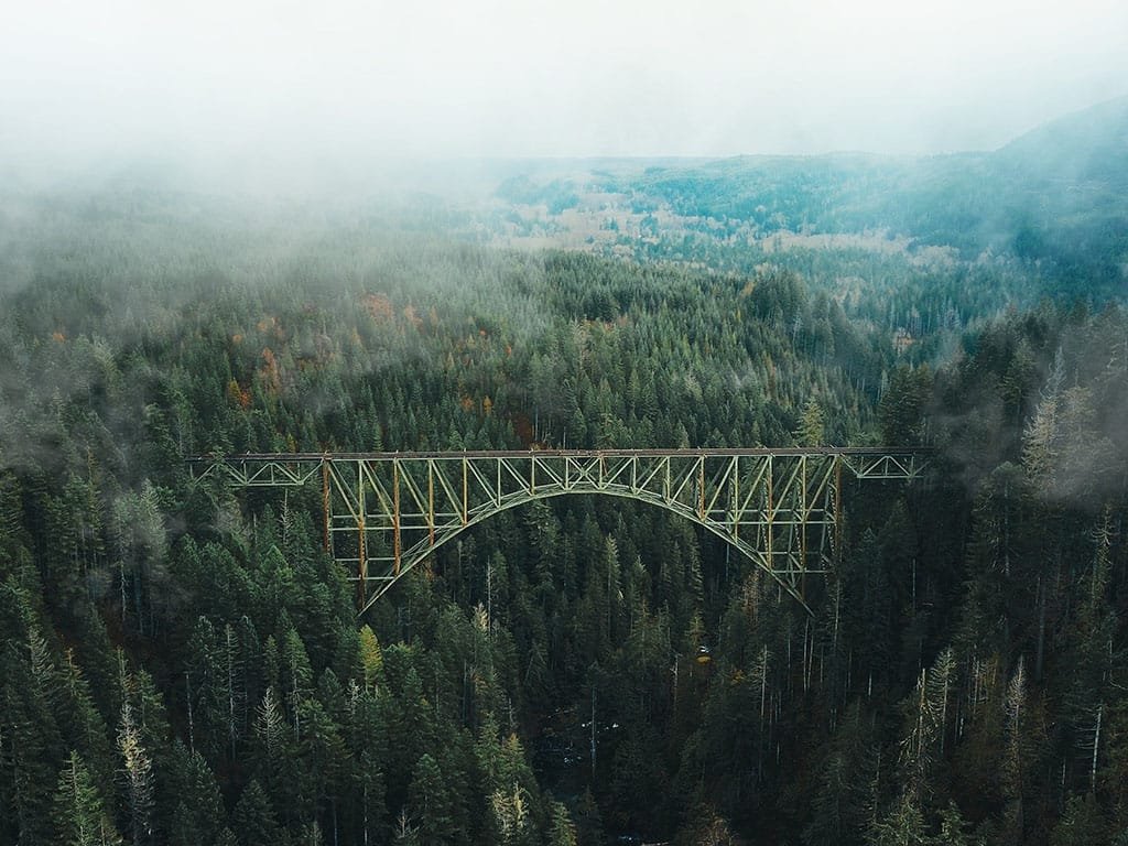 bridge in a dark forest