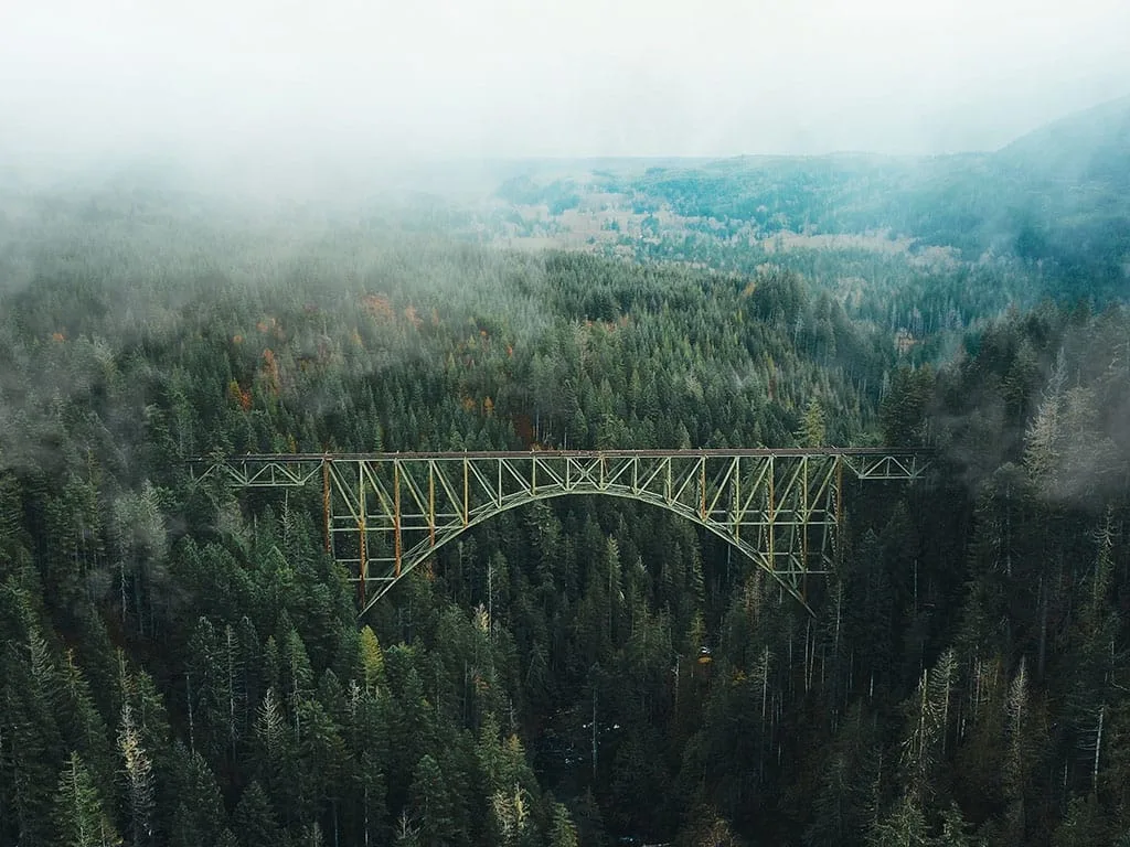 bridge in a dark forest