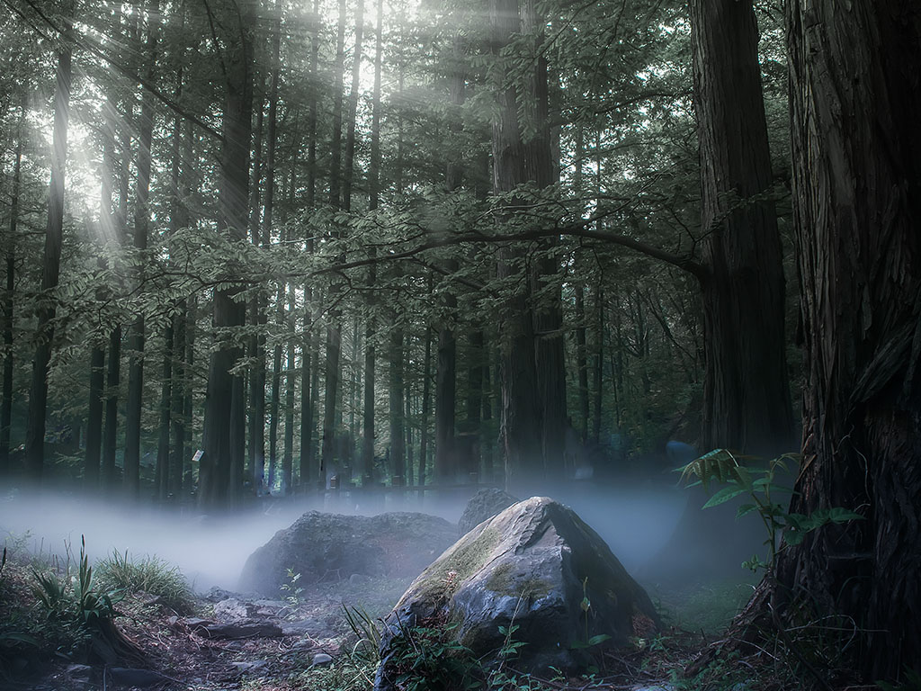 Dark Forest filter preset Lightroom preview