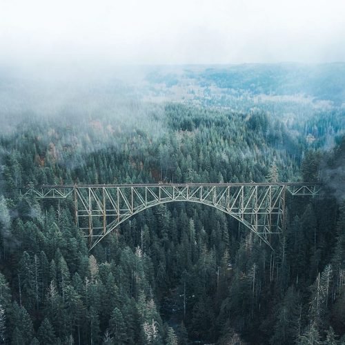 bridge in a forest
