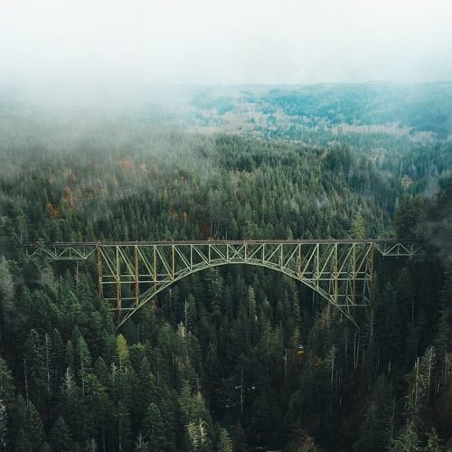 bridge in a dark forest