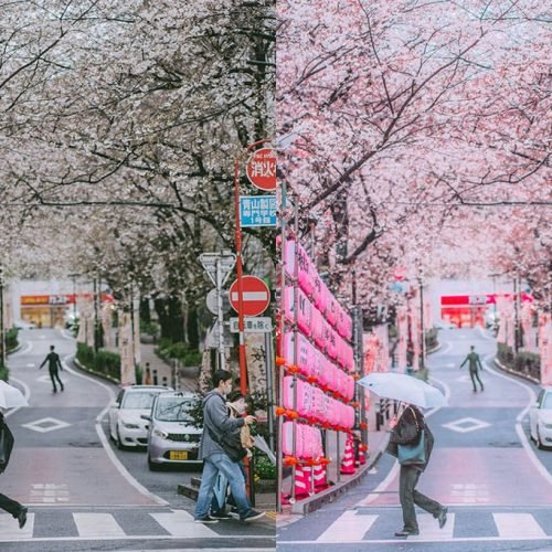 Shibuya street with sakura with a filter